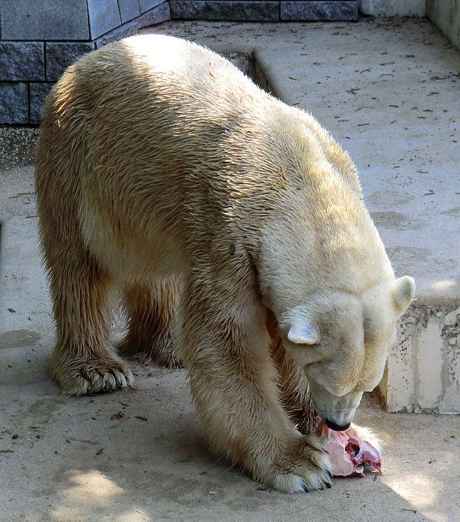 Eisbär Lars am 1. Mai 2011 im Zoologischen Garten Wuppertal