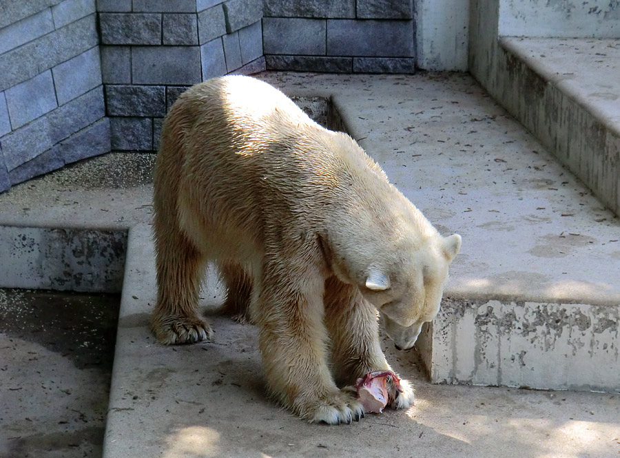 Eisbär Lars am 1. Mai 2011 im Wuppertaler Zoo