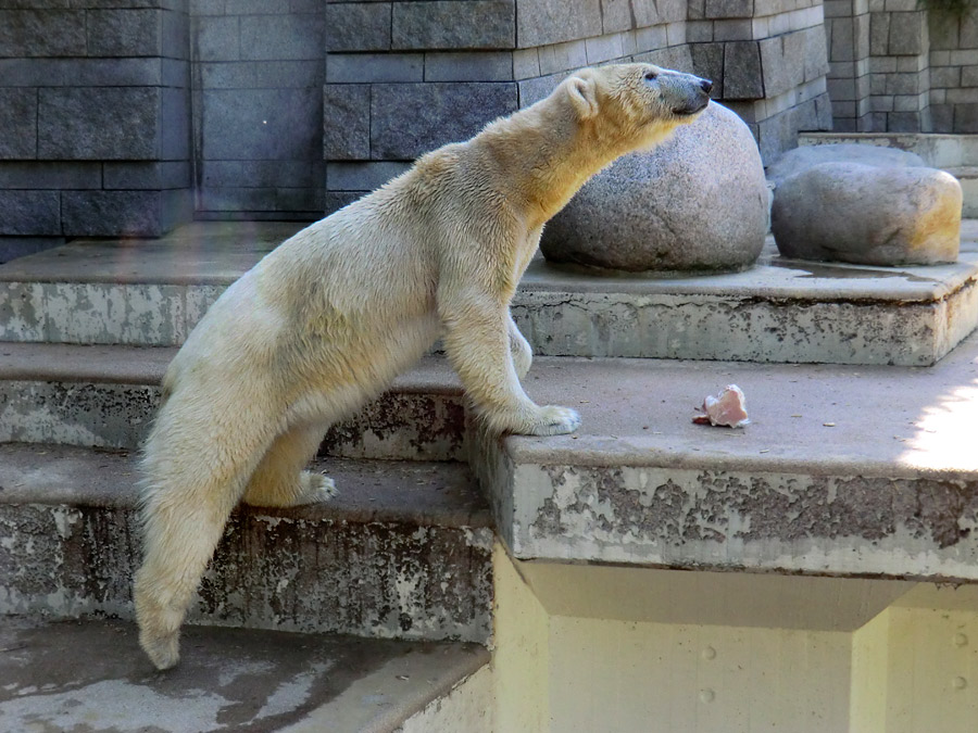 Eisbärin Vilma am 1. Mai 2011 im Zoologischen Garten Wuppertal