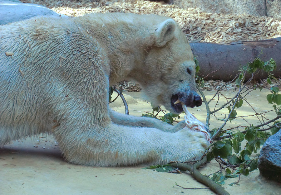 Eisbärin Vilma am 1. Mai 2011 im Zoo Wuppertal