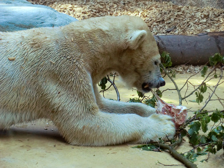 Eisbärin Vilma am 1. Mai 2011 im Zoologischen Garten Wuppertal