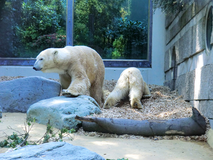 Eisbär Lars und Eisbärin Vilma am 1. Mai 2011 im Wuppertaler Zoo