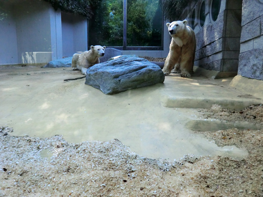 Eisbärin Vilma und Eisbär Lars am 1. Mai 2011 im Zoologischen Garten Wuppertal