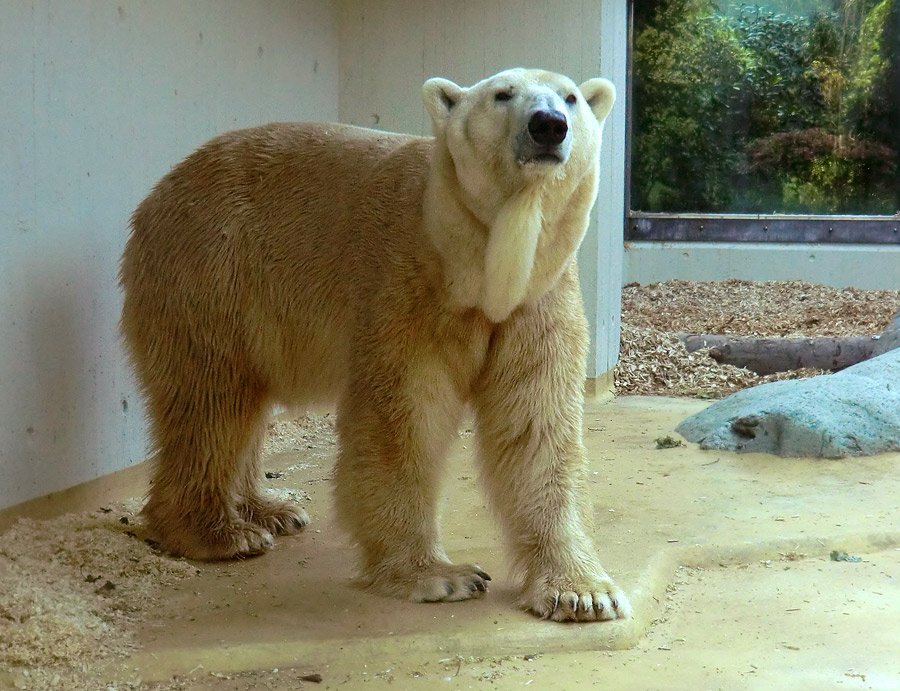 Eisbär Lars am 1. Mai 2011 im Zoologischen Garten Wuppertal