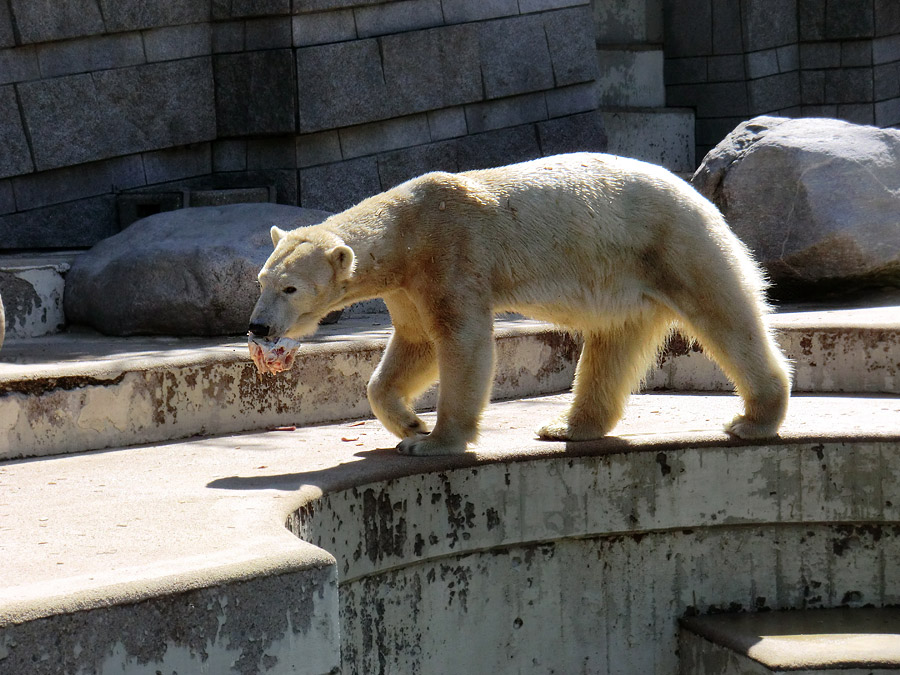 Eisbärin Vilma am 1. Mai 2011 im Wuppertaler Zoo