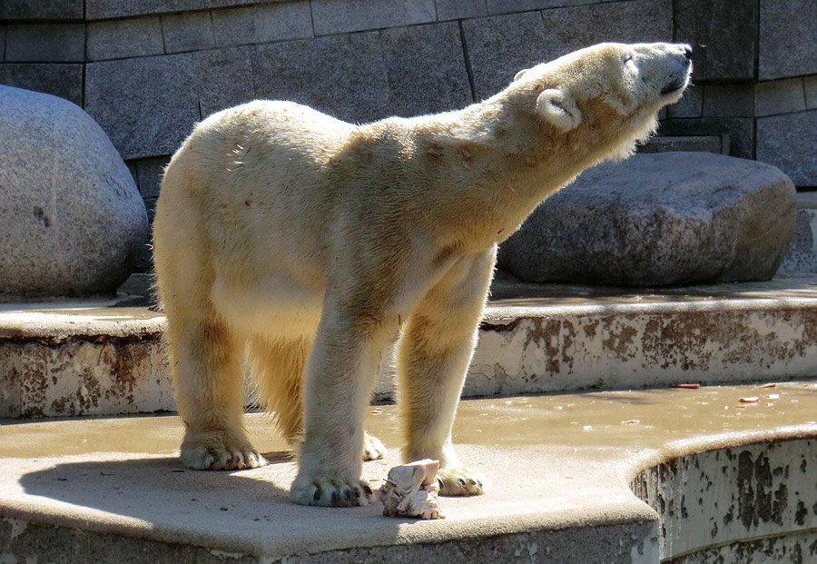 Eisbärin Vilma am 1. Mai 2011 im Zoo Wuppertal