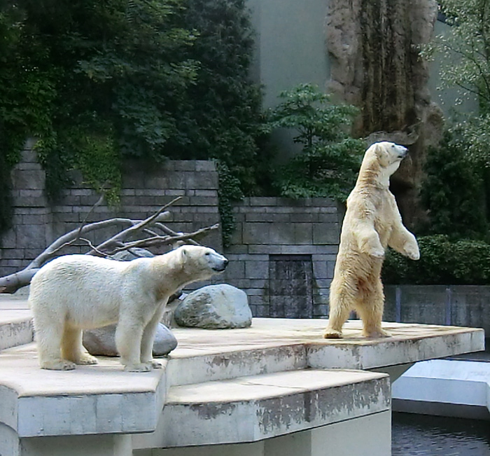 Eisbärin VILMA und Eisbär LARS im Wuppertaler Zoo am 11. Juni 2011