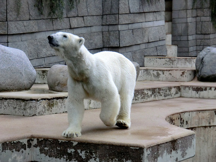 Eisbärin Vilma am 23. Juni 2011 im Zoo Wuppertal