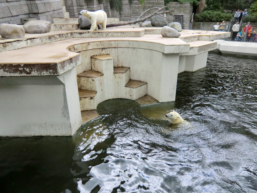 Eisbärin Vilma und Eisbär Lars am 23. Juni 2011 im Zoologischen Garten Wuppertal