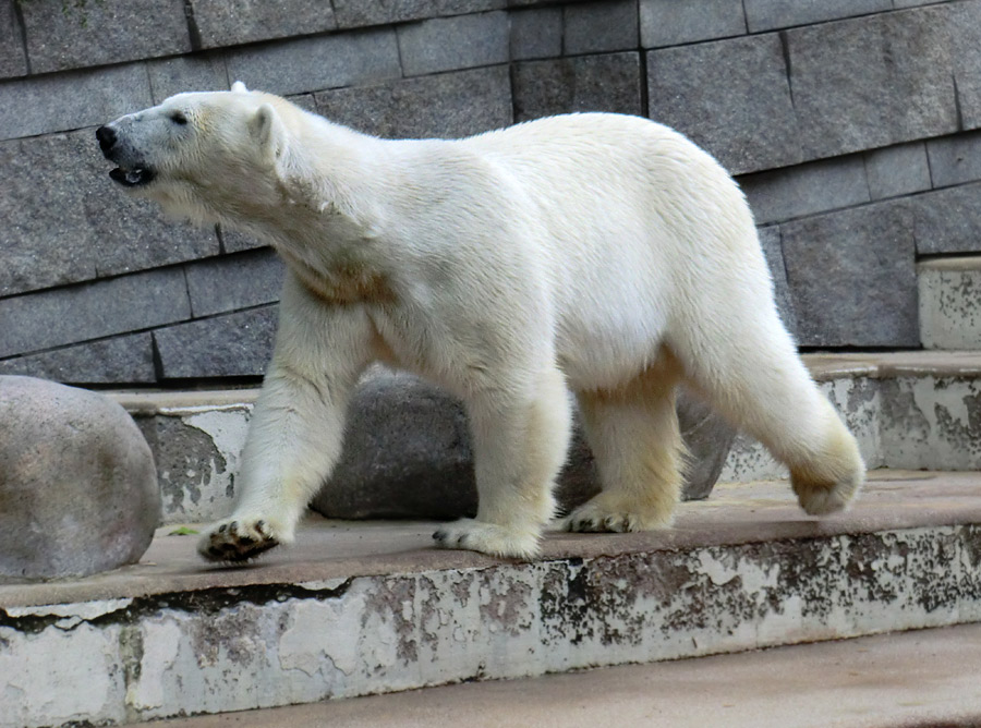 Eisbärin Vilma am 23. Juni 2011 im Wuppertaler Zoo