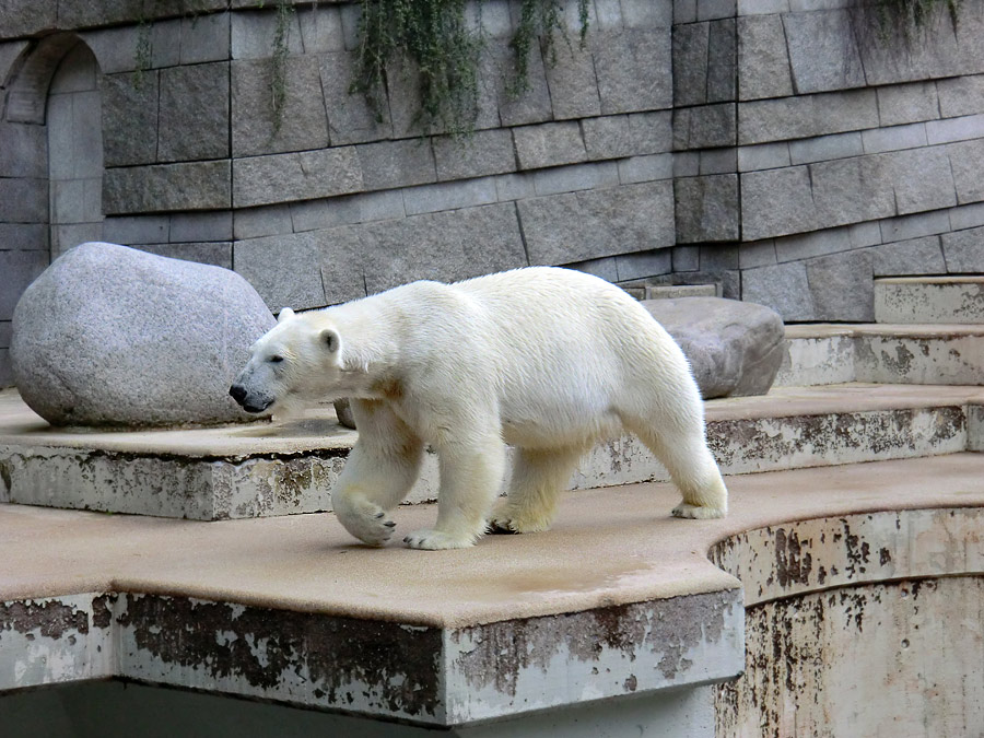 Eisbärin Vilma am 23. Juni 2011 im Zoo Wuppertal