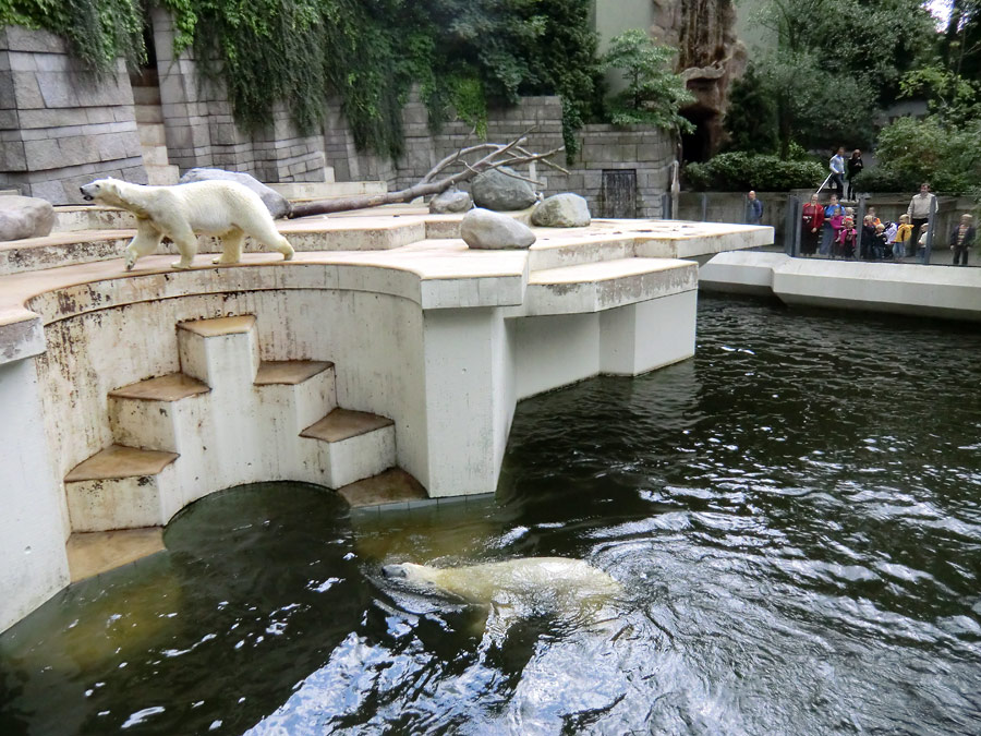 Eisbärin Vilma und Eisbär Lars am 23. Juni 2011 im Zoologischen Garten Wuppertal