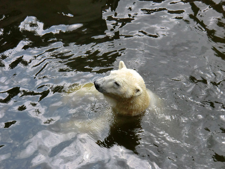 Eisbär Lars am 23. Juni 2011 im Wuppertaler Zoo