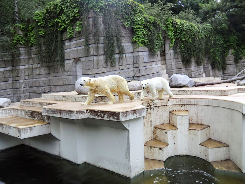 Eisbär Lars und Eisbärin Vilma am 23. Juni 2011 im Zoologischen Garten Wuppertal