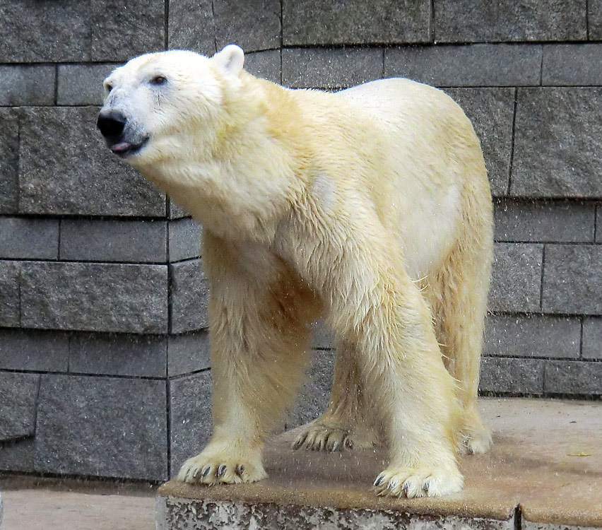 Eisbär Lars am 23. Juni 2011 im Wuppertaler Zoo