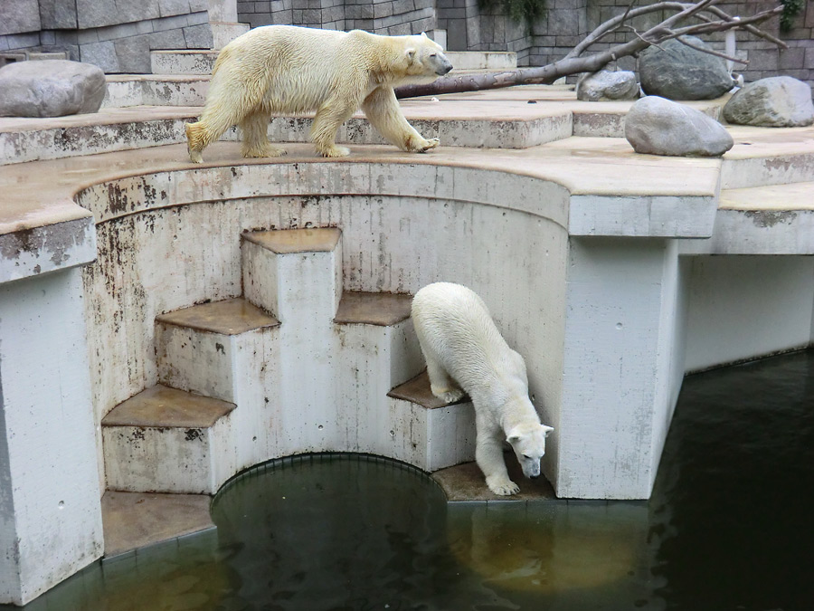 Eisbär Lars und Eisbärin Vilma am 23. Juni 2011 im Wuppertaler Zoo