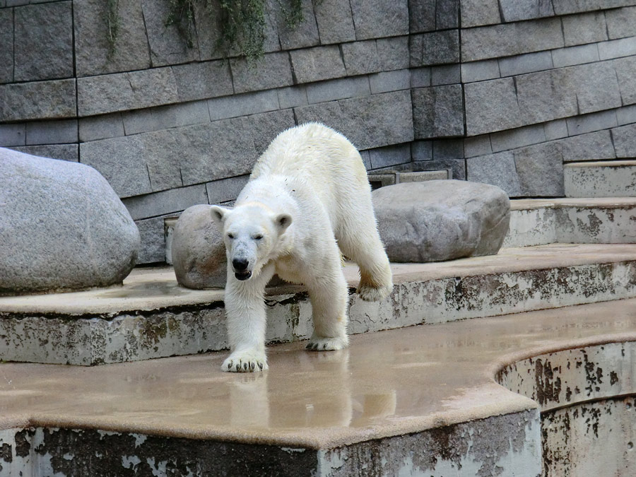 Eisbärin Vilma am 23. Juni 2011 im Wuppertaler Zoo