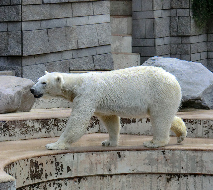 Eisbärin Vilma am 23. Juni 2011 im Wuppertaler Zoo