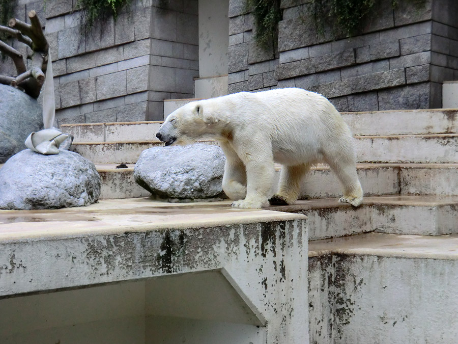 Eisbärin Vilma am 23. Juni 2011 im Zoo Wuppertal