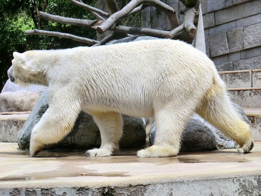 Eisbärin Vilma am 23. Juni 2011 im Zoologischen Garten Wuppertal