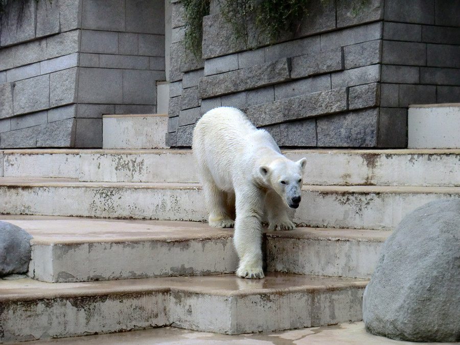 Eisbärin Vilma am 23. Juni 2011 im Wuppertaler Zoo