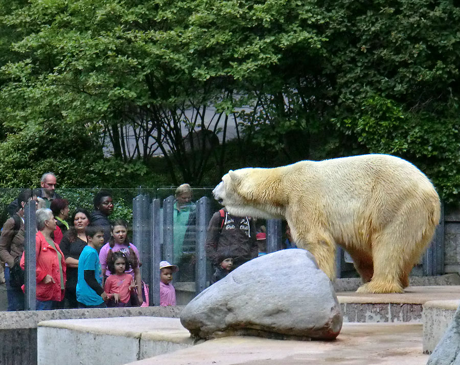 Eisbär Lars am 23. Juni 2011 im Wuppertaler Zoo