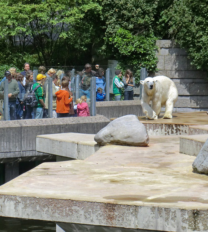 Eisbärin Vilma am 23. Juni 2011 im Zoo Wuppertal