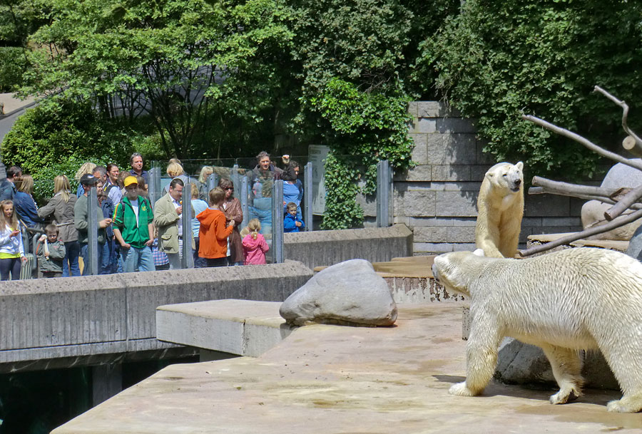 Eisbärin Vilma und Eisbär Lars am 23. Juni 2011 im Wuppertaler Zoo