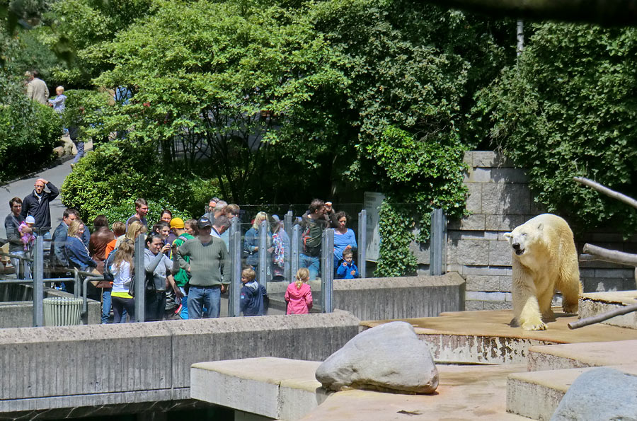 Eisbär Lars am 23. Juni 2011 im Zoo Wuppertal