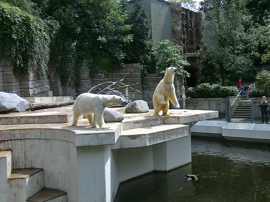 Eisbärin Vilma und Eisbär Lars am 23. Juni 2011 im Wuppertaler Zoo