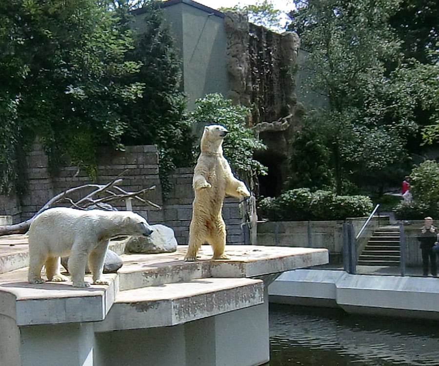 Eisbärin Vilma und Eisbär Lars am 23. Juni 2011 im Wuppertaler Zoo