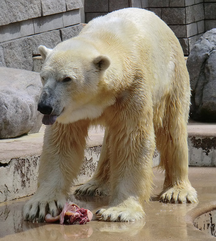 Eisbär Lars am 23. Juni 2011 im Zoologischen Garten Wuppertal