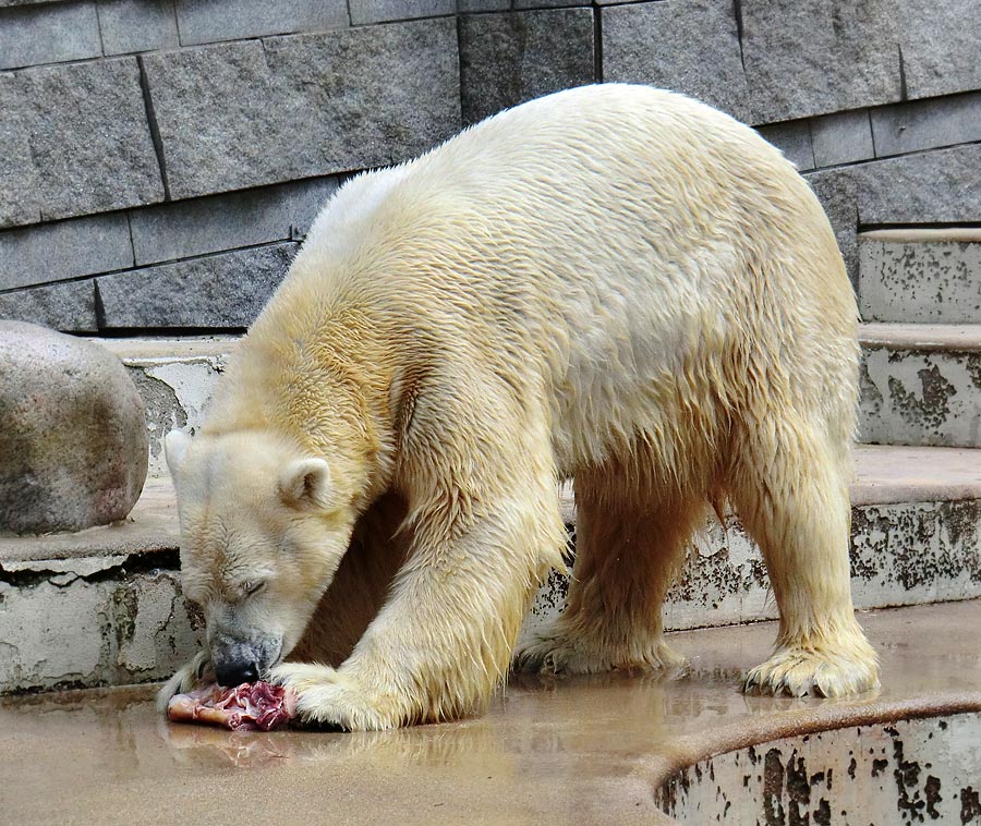 Eisbär Lars am 23. Juni 2011 im Zoologischen Garten Wuppertal