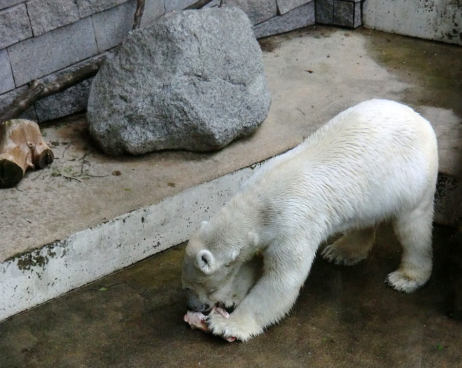 Eisbärin Vilma am 23. Juni 2011 im Zoologischen Garten Wuppertal