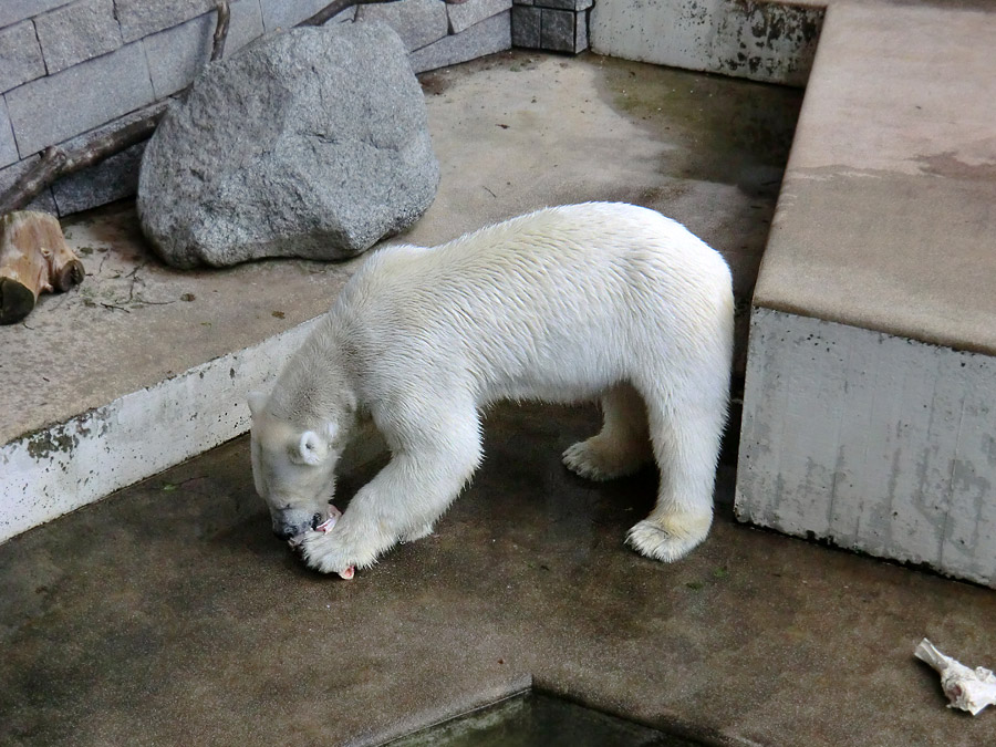 Eisbärin Vilma am 23. Juni 2011 im Zoo Wuppertal