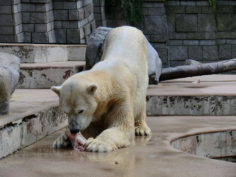 Eisbär Lars am 23. Juni 2011 im Zoologischen Garten Wuppertal