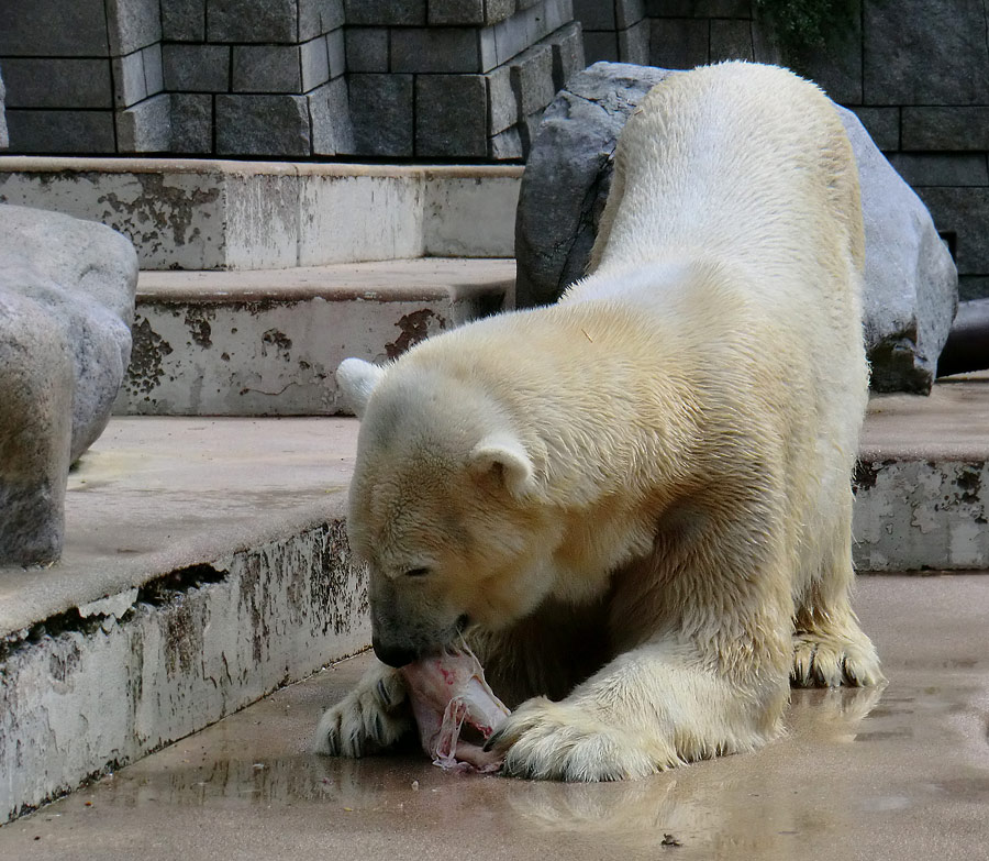 Eisbär Lars am 23. Juni 2011 im Wuppertaler Zoo