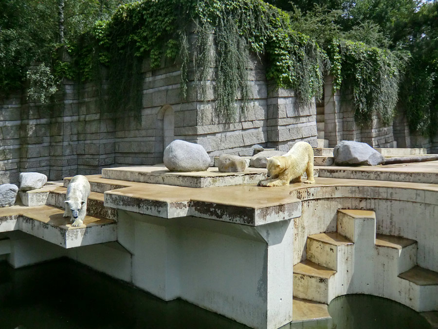 Eisbärin Vilma und Eisbär Lars am 23. Juni 2011 im Zoologischen Garten Wuppertal