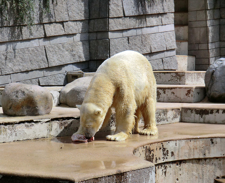 Eisbär Lars am 23. Juni 2011 im Zoo Wuppertal