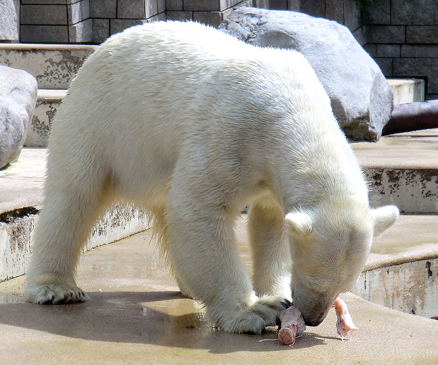 Eisbärin Vilma am 23. Juni 2011 im Zoologischen Garten Wuppertal