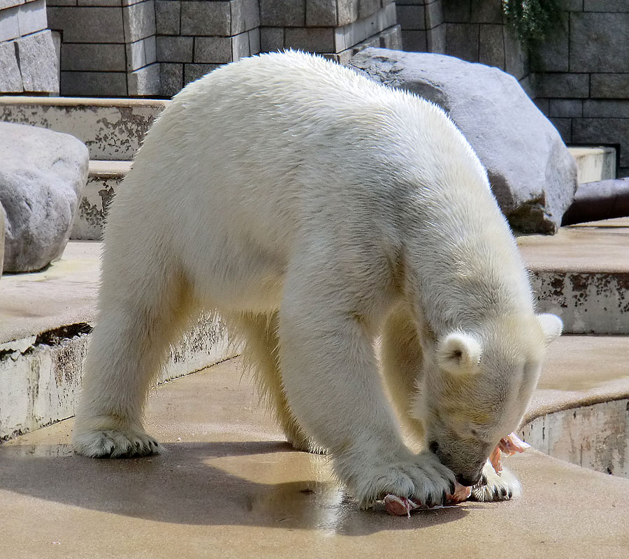 Eisbärin Vilma am 23. Juni 2011 im Wuppertaler Zoo