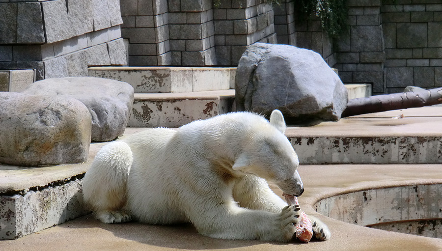 Eisbärin Vilma am 23. Juni 2011 im Wuppertaler Zoo