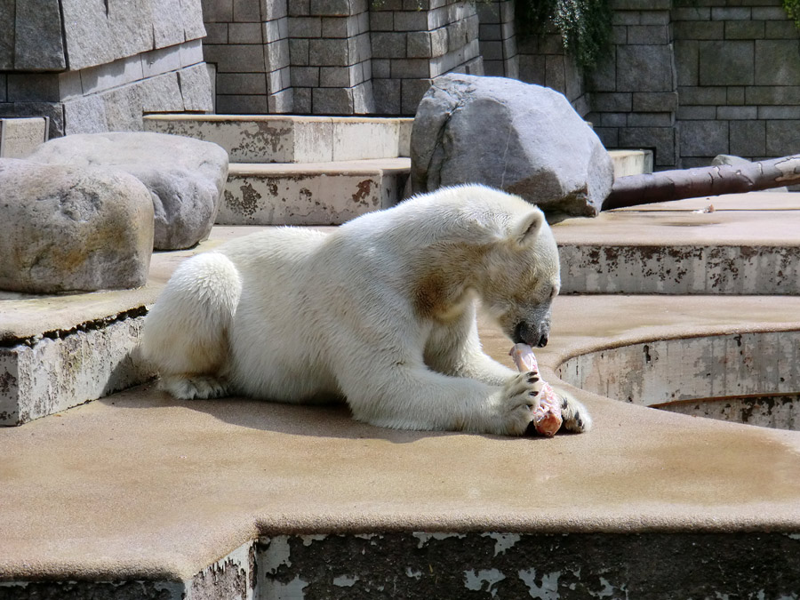 Eisbärin Vilma am 23. Juni 2011 im Zoo Wuppertal