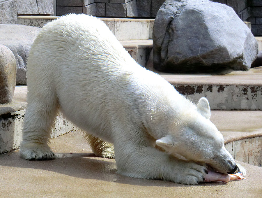 Eisbärin Vilma am 23. Juni 2011 im Zoologischen Garten Wuppertal