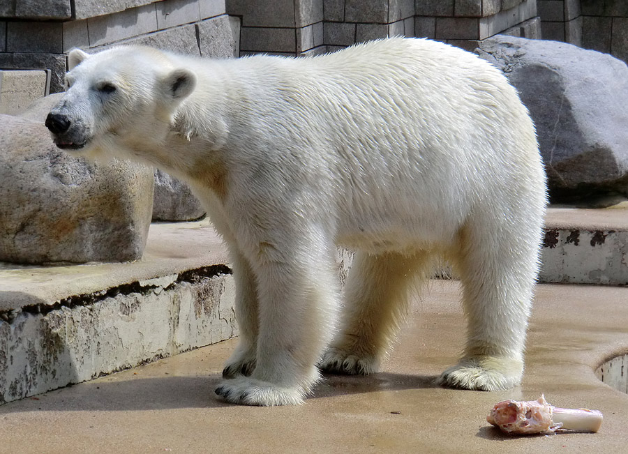 Eisbärin Vilma am 23. Juni 2011 im Zoo Wuppertal