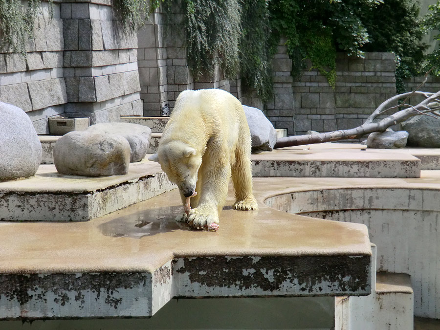Eisbär Lars am 23. Juni 2011 im Wuppertaler Zoo