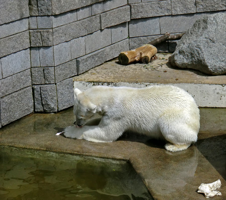 Eisbärin Vilma am 23. Juni 2011 im Zoologischen Garten Wuppertal