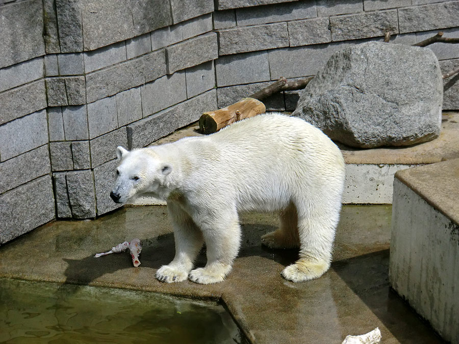 Eisbärin Vilma am 23. Juni 2011 im Wuppertaler Zoo