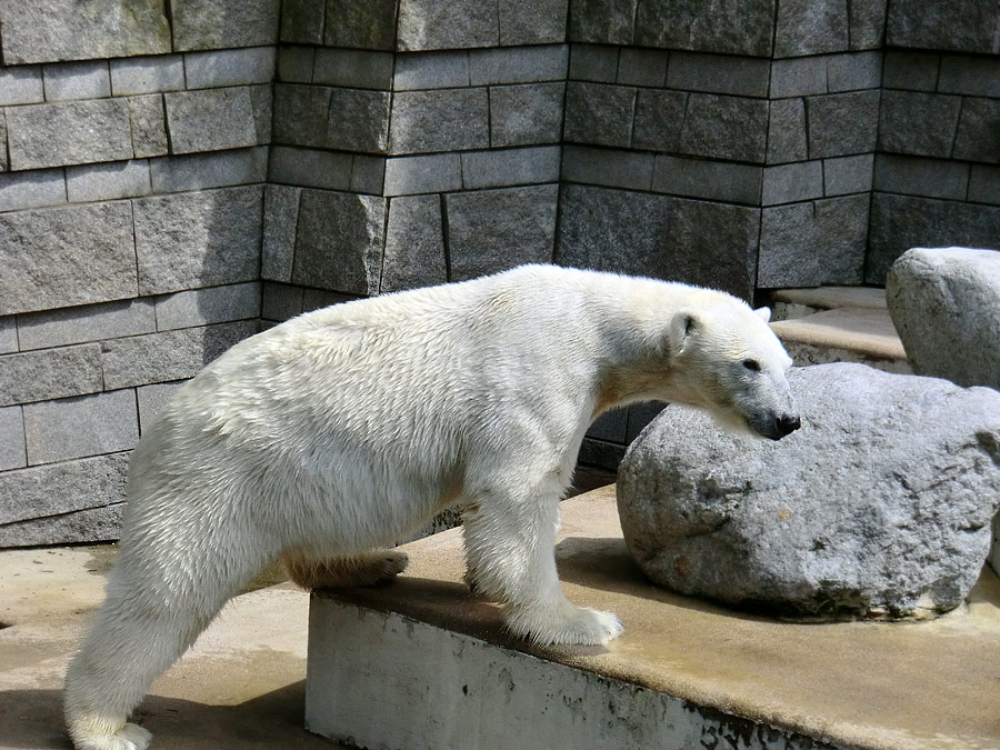 Eisbärin Vilma am 23. Juni 2011 im Zoo Wuppertal