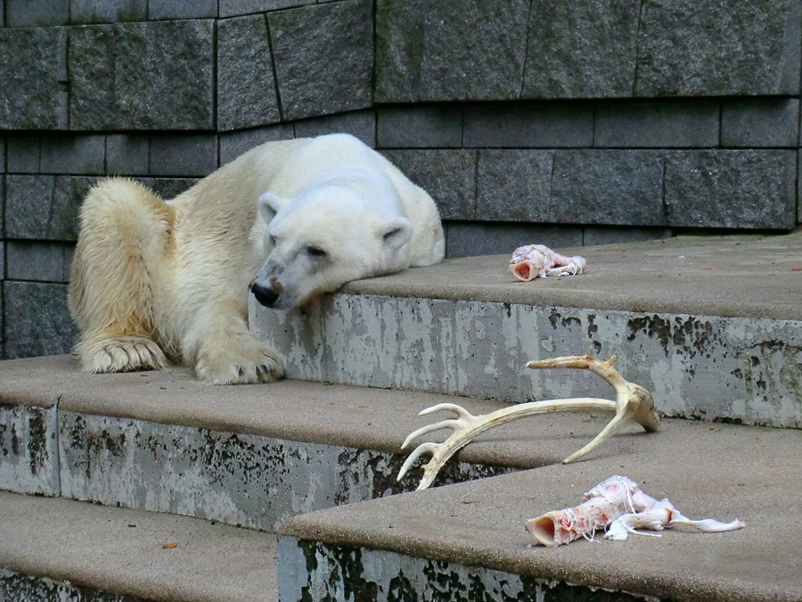 Eisbär Lars am 13. August 2011 im Zoo Wuppertal